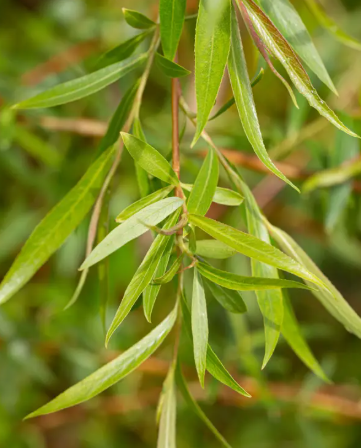 Salix alba 'Tristis' 12ltr pot