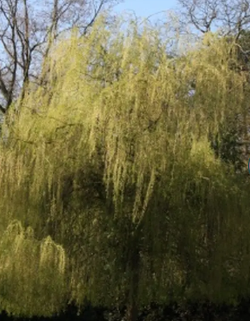 Salix alba 'Tristis' 12ltr pot