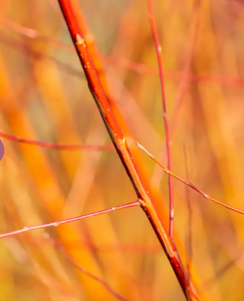 Salix alba var. vitellina 'Britzensis' 12ltr pot