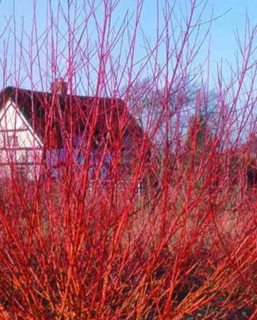 Salix alba var. vitellina 'Yelverton' 12ltr pot