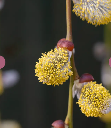 Salix caprea Pendula Top worked at 120cm 12ltr pot