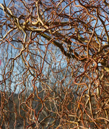 Salix x sepulcralis 'Erythrflexuosa' ('Golden Curls') 12ltr pot