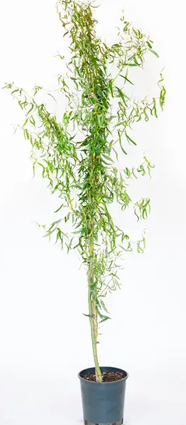 Salix x sepulcralis 'Erythrflexuosa' ('Golden Curls') 12ltr pot