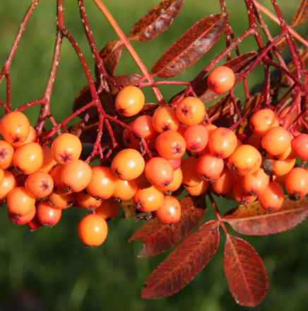 Sorbus 'Amber Light' 12ltr pot