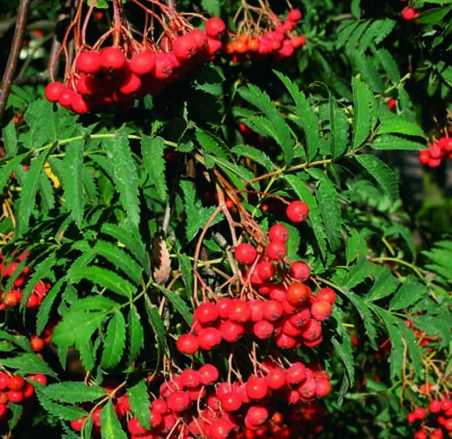 Sorbus aucuparia 'Asplenifolia' 12ltr pot