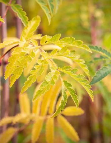 Sorbus aucuparia  'Beissneri' 12ltr pot