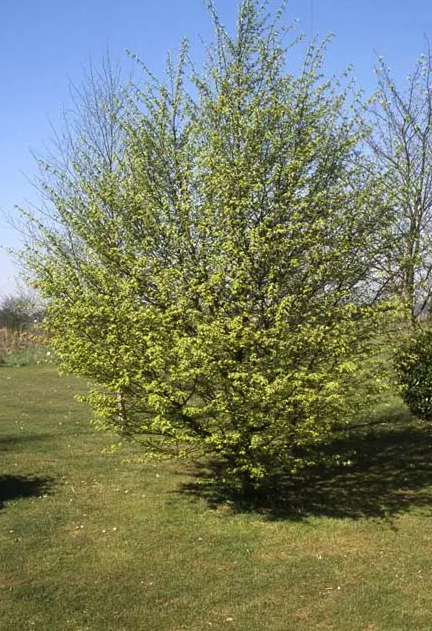 Carpinus betulus 12L