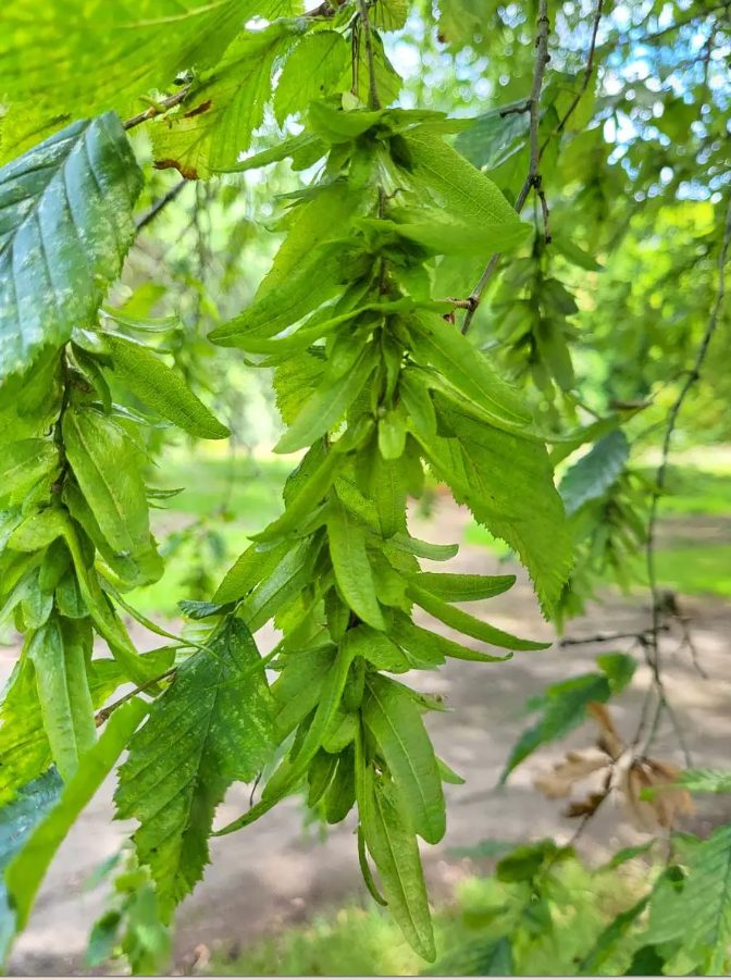 Carpinus betulus 12L