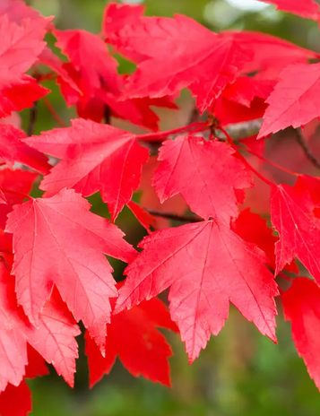 Acer rubrum 'Brandy Wine' 12L pot