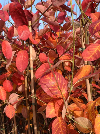 Amelanchier lamarckii 12Ltr pot