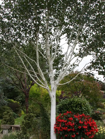 Betula utilis subsp. jacquemontii 12ltr pot