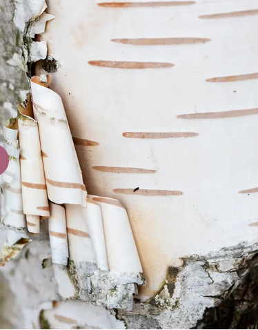 Betula utilis subsp. jacquemontii 'Doorenbos' (Snow Queen) 12Ltr pot