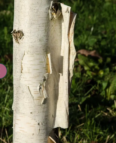 Betula utilis subsp. jacquemontii 'Doorenbos' (Snow Queen) 12Ltr pot