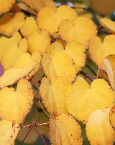 Cercidiphyllum japonicum 12Ltr pot