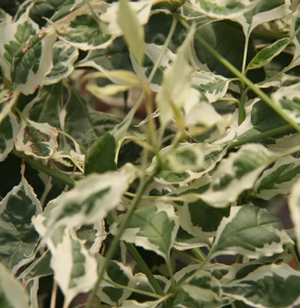Cornus alternifolia 'Argentea' 12Ltr pot