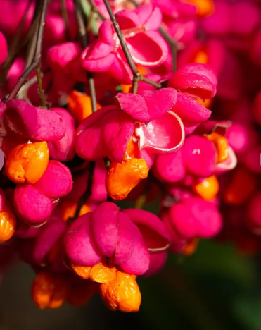 Euonymus europaeus Red Cascade 12Ltr pot