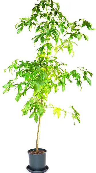 Liquidambar styraciflua 'Lane Roberts' 12ltr pot