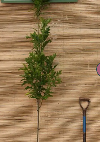 Quercus pal 'Green Pillar' 7ltr pot
