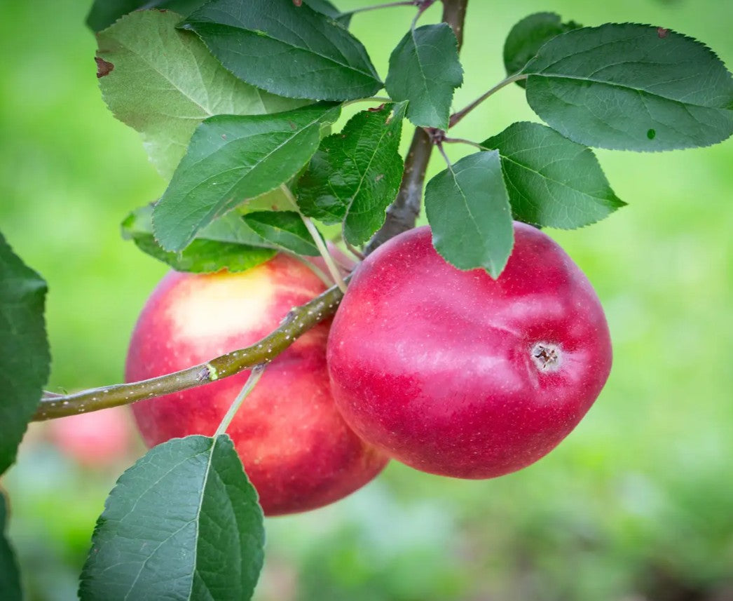 Apple (Malus) Scrumptious® M26