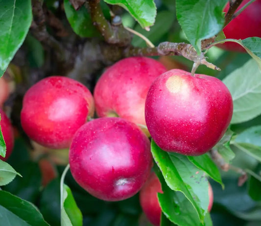Apple (Malus) Scrumptious® MM106