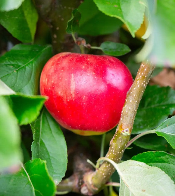 Apple (Malus) Scrumptious® M26