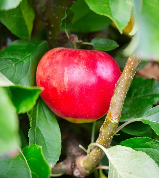 Apple (Malus) Scrumptious® M26