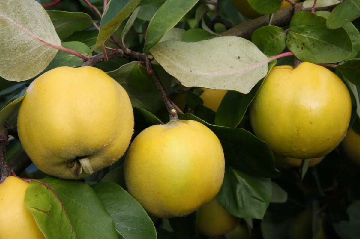 Quince (Cydonia) Serbian Gold 12L