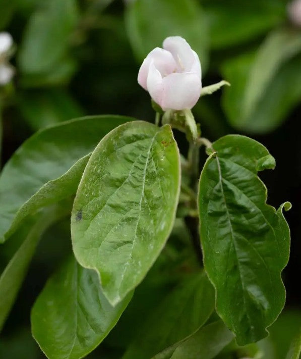 Quince (Cydonia) Serbian Gold 12L