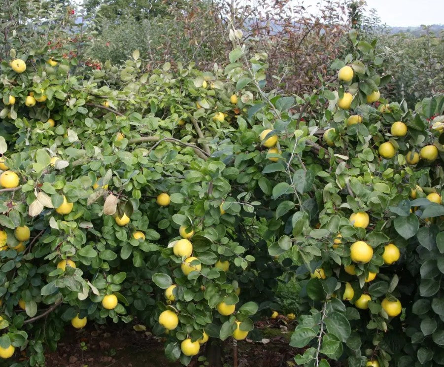 Quince (Cydonia) Serbian Gold 12L