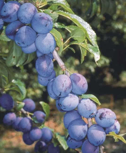 Damson (Prunus) Shropshire Prune Half Standard