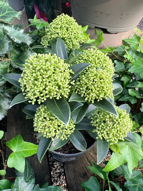Skimmia 'White Dwarf' 10.5cm