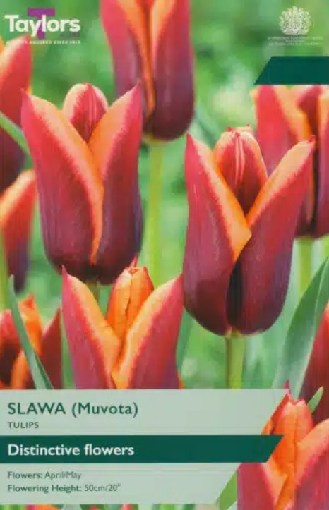 Taylors Bulbs Tulip 'Slawa' (6)