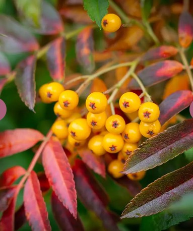Sorbus 'Autumn Spire'  12ltr Pot