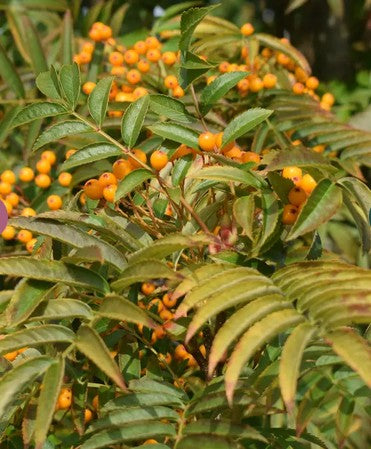 Sorbus 'Autumn Spire'  12ltr Pot