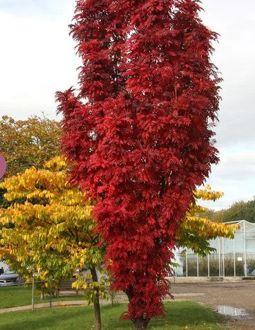 Sorbus 'Autumn Spire'  12ltr Pot