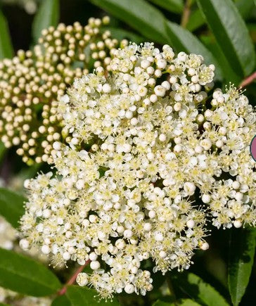 Sorbus 'Autumn Spire'  12ltr Pot