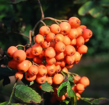 Sorbus aucuparia  'Croft Coral'  12ltr Pot