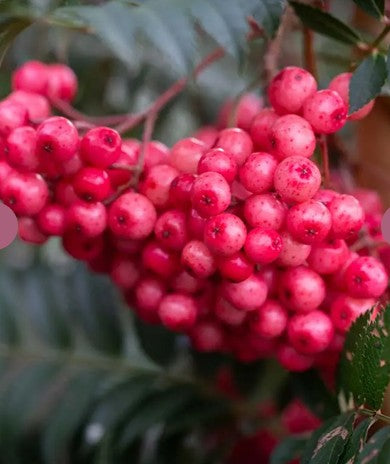 Sorbus 'Eastern Promise' 12ltr Pot