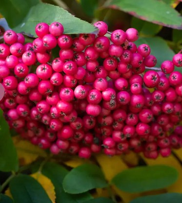 Sorbus 'Leonard Messel' 12ltr Pot