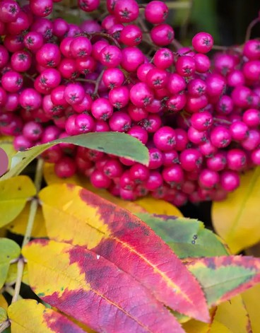 Sorbus 'Leonard Messel' 12ltr Pot