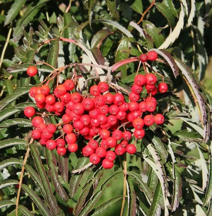 Sorbus 'Chinese Lace' 12ltr Pot
