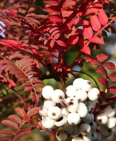 Sorbus 'Glendoick White Baby' 12ltr Pot