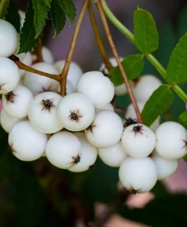 Sorbus 'Glendoick White Baby' 12ltr Pot