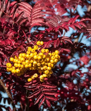 Sorbus 'Joseph Rock' 12ltr Pot