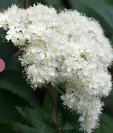 Sorbus aucuparia  12ltr Pot