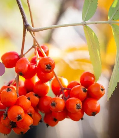 Sorbus aucuparia  12ltr Pot