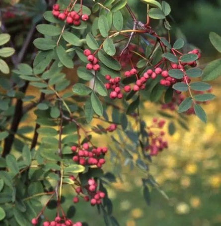 Sorbus carmesina 'Ember Glow'  12ltr Pot