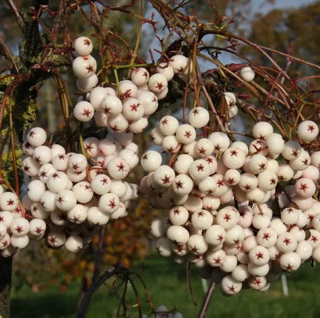Sorbus cashmeriana  12ltr Pot