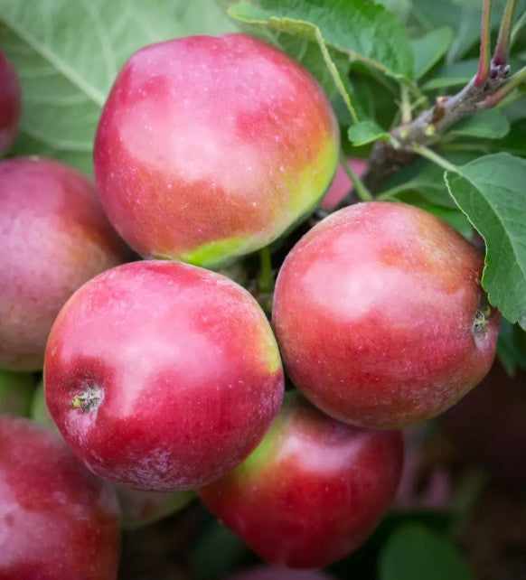 Apple (Malus) Spartan M26