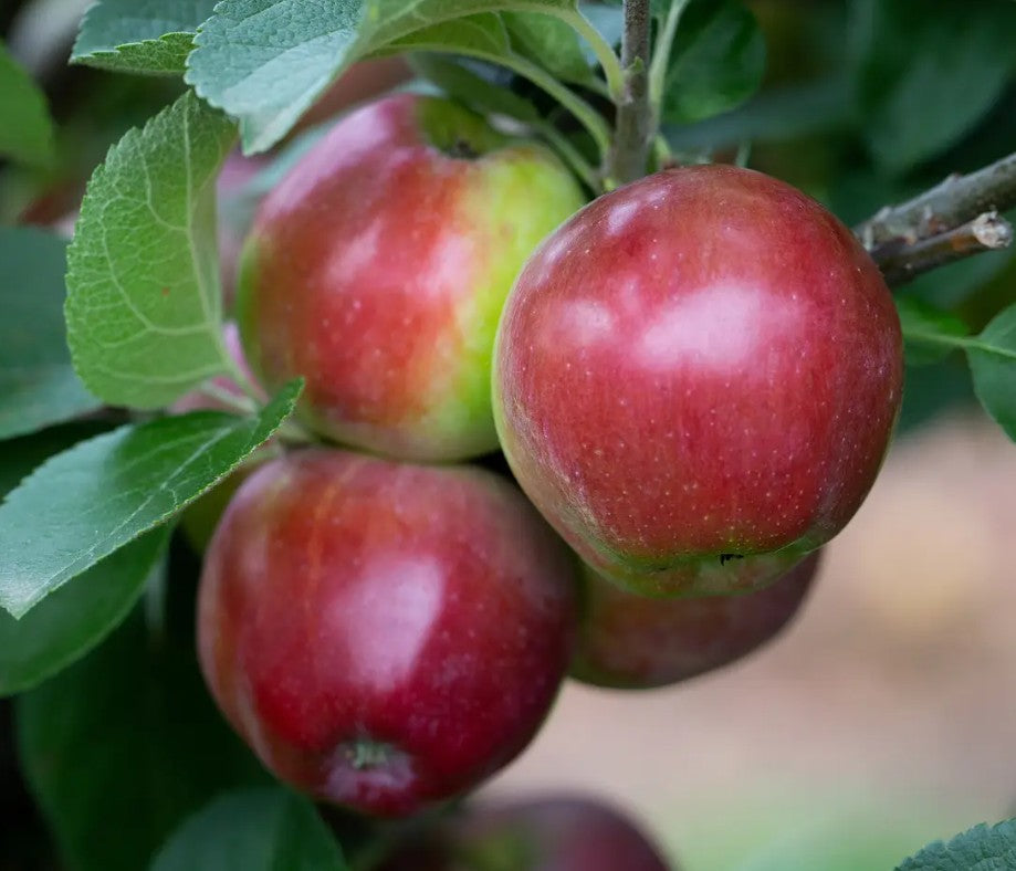 Apple (Malus) Spartan M26